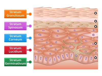 Layers of the Epidermis