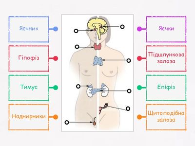 Будова Ендокринної системи