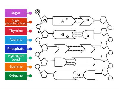 The structure of DNA