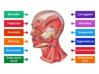 Muscles of the Face