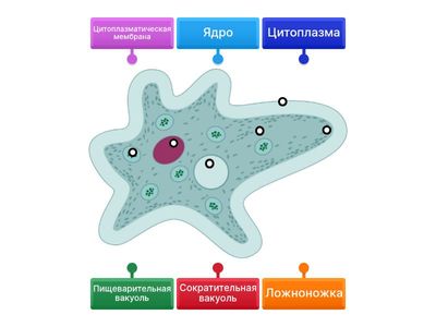 Амеба обыкновенная