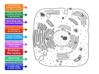 Diagram of an animal cell (level 2) [Pure Bio]