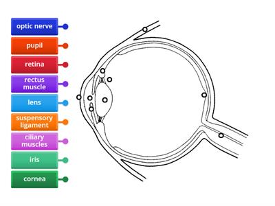 The Parts of a Human Eye