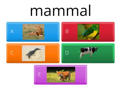 animal groups