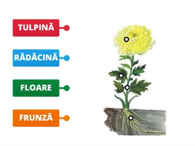 Alcătuirea unei plante (nivel preșcolar)