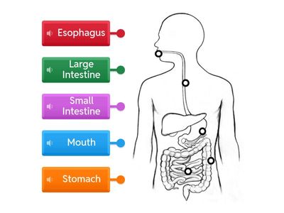 Mr. Figueroa - Grade 5 - Digestive System (Labels)