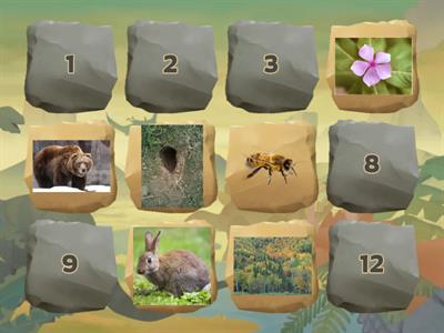  SS2 animals and habitats