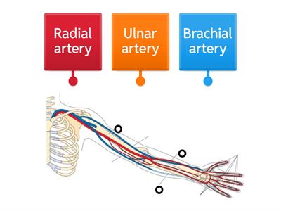 Veins and arteries of arm and hand LV 2 beauty therapy 