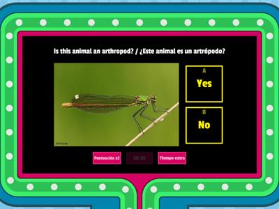 Invertebrate animals- Animales invertebrados