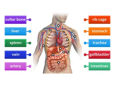 Human body- advanced