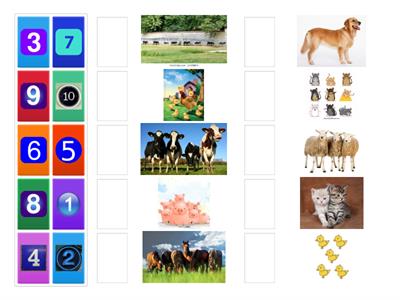 animals/maths Kindergarten 