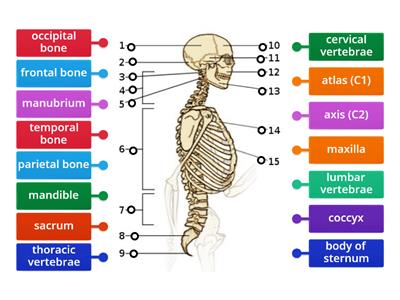 Axial Skeleton (Lateral View)