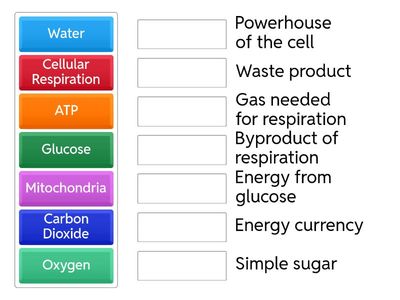 Cellular Respiration Basics