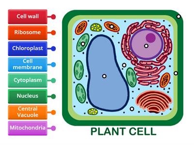 Plant cell labelling