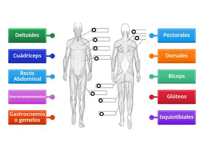 Músculos 