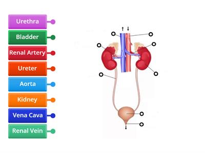 Excretory System Label Diagram