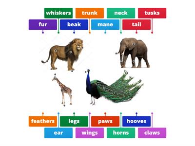 Animals Body Parts