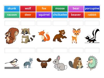 Forest Animals - Grade 2 - Catch- Activity #1