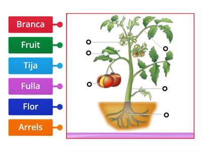 Parts de la planta