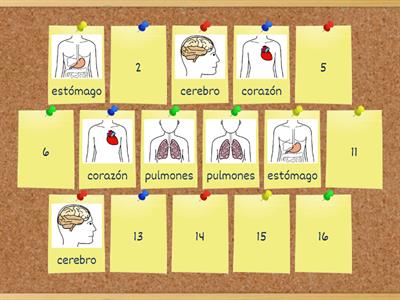 Cuerpo humano