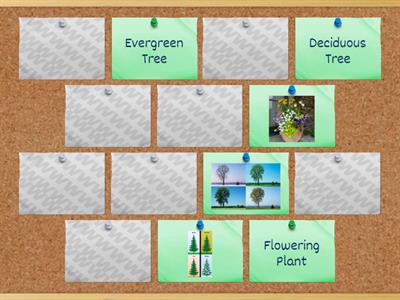 Types of trees and plants