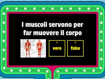 I muscoli del corpo umano