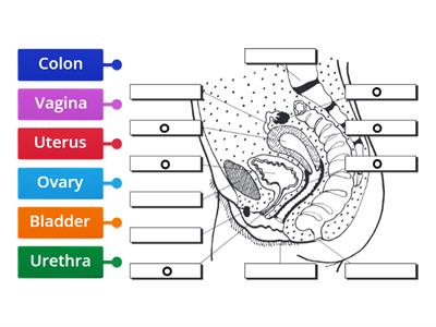 Reproduction: Female Labelling the Parts