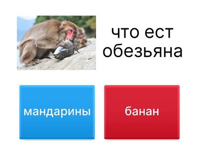 обучалка с животными