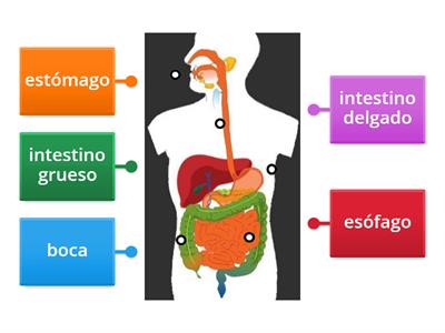 El sistema digestivo