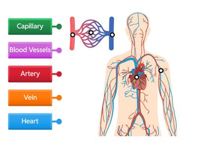 Label the Circulatory System