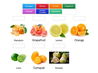 Zitrusfrüchte/Citrus fruits Deutsch/Englisch