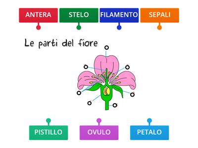 Copia di SCIENZE: LE PARTI DEL FIORE