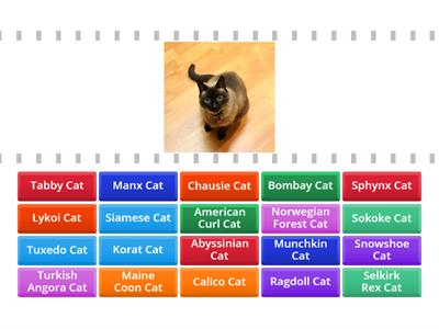 Cat breeds