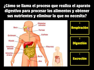 Repaso cuerpo humano