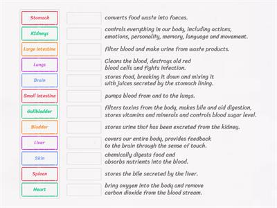 Human body organs and their function