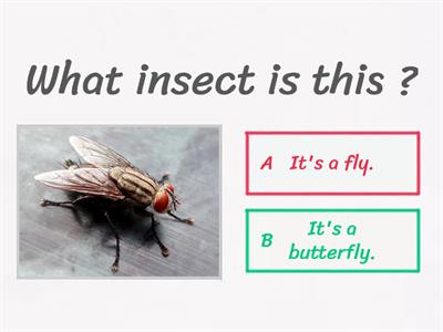 Insects