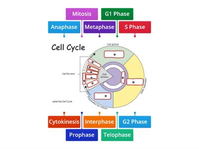 Cell Cycle