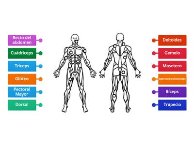 Los músculos