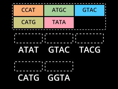 DNA Replication Practice