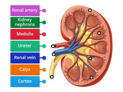 HSCare Unit 4 - Kidney