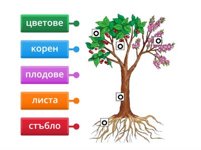 Части на растенията