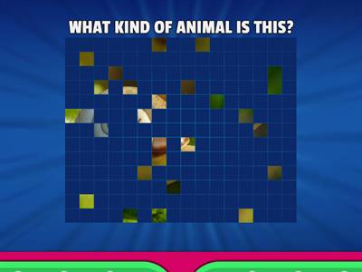 ANIMAL CLASSIFICATION 3