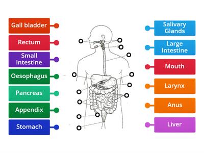 The Digestive System