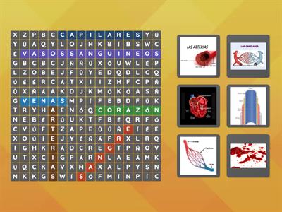 Sistema circulatorio