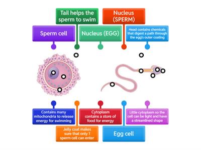 Male & Female Gametes