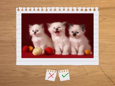 I have/I don't have any....