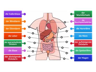 Anatomie. Wie heißen die Organe auf Deutsch? Nr2