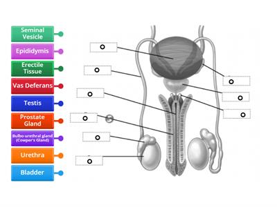 Male Reproductive System Diagram (front)