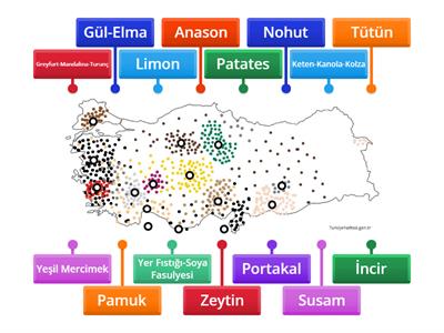 Coğrafya Tarım Ürünleri 2