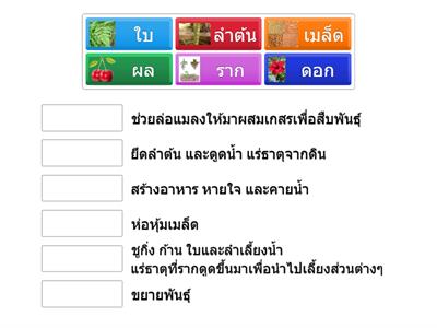 ส่วนต่างๆของพืชในข้อใดตรงกับหน้าที่ต่อไปนี้ ป.1/1